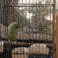 واگذاری ۲ عدد طوطی طوق‌دار هندی (Indian Ringneck