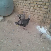 بوقلمون ماده