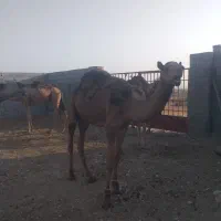 شترنر|حیوانات مزرعه|بندرعباس, |دیوار