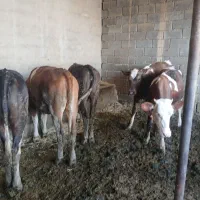 ۷عدد گوساله