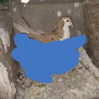 اصفهانی