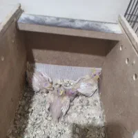 جوجه عروس