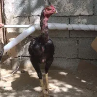 جوجه خروس لاری