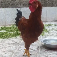 خروس محلـی