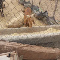 بز چپر شیر دار