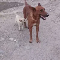 سگ دهن پاک