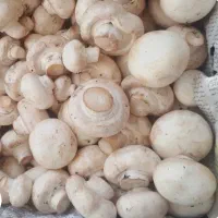 فروش قارچ دکمه ای