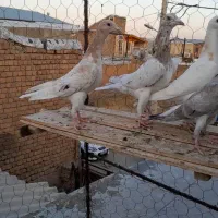 کبوترنامور