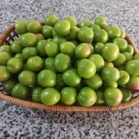 ۴۰کیلو آلوچه ارگانیک