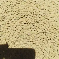 عدس زود پز بدون زول خراو