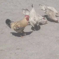 سه عددخروس