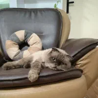 گربه هیمالین