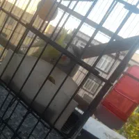 عروس هلندی گمشده