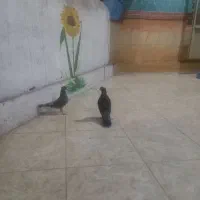 کبوتر