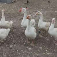 فروش قو غاز