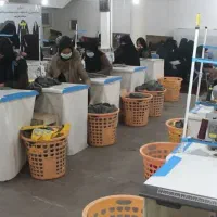 استخدام نیرو خیاط خانم