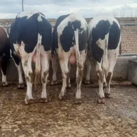 گوساله نرچاق|حیوانات مزرعه|قزوین, |دیوار