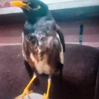 مرغ مینا