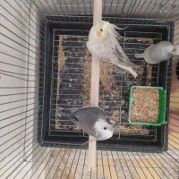 عروس هلندی مولد سخنگو