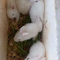 خرگوش سفید چشم قرمز