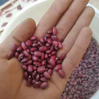 لوبیا قرمز بذر مادر