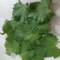 برگ موی درشت درشت