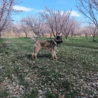 سگ.|سگ|زنجان, |دیوار