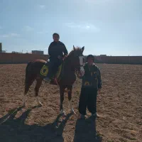 اسب|اسب و تجهیزات اسب‌سواری|زرندیه, |دیوار