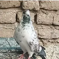 کفتر ..