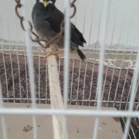 جوجه مینا