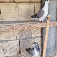 کبوتر دمگیر جوجه افتاب ندیده