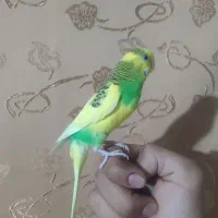 مرغ عشق
