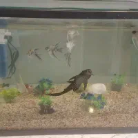 فروش آکواریوم ماهی