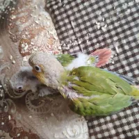 جوجه گیرینچیک آناناسی درصد بالا