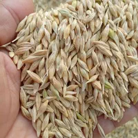 فروش جو تناژ بالا