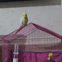 عروس هلندی اهلی گم شده