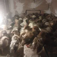 جوجه رسمی گلپایگان