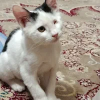 گربه|گربه|مشهد, علی آباد|دیوار