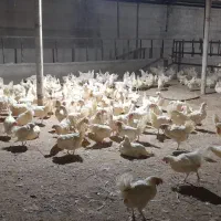 فروش‌مرغ‌مادر