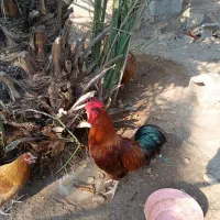 خروس|حیوانات مزرعه|خورموج, |دیوار