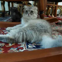 گربه نژاد دار