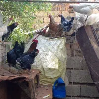 تخم مرغ گلین نطفه دار