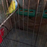 یک جفت مرغ عشق