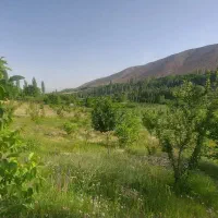 باغ پسته همراه با چشمه آب در آب باریک بویین زهرا