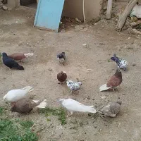کبوتر (کفتر) پرشی