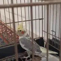 عروس هلندی نر