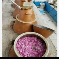 اولین جشنواره گلابگیری باغ آلمانی تا ۲۵اردیبهشت