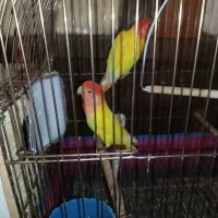 جفت کوتوله اوپال خورشیدی مولد اصل وارداتی