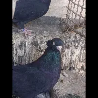 کفتر نروماده زاغ ابادی سیاه