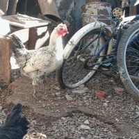 یک عدد خروس